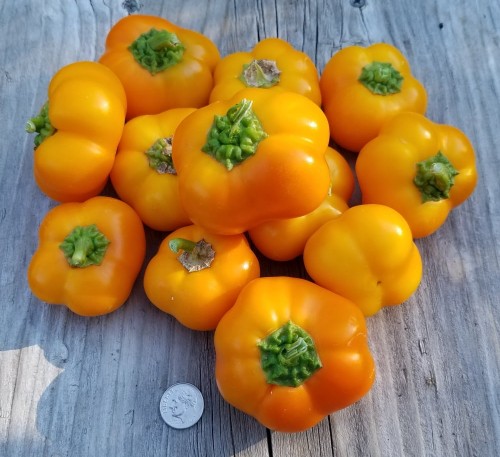 Bell Pepper  Orange Rotunda